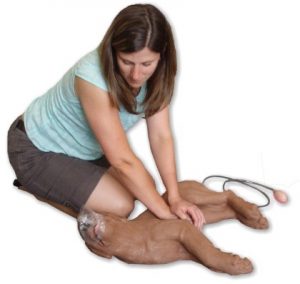 Dog CPR Bakersfield