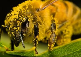 pollen allergy