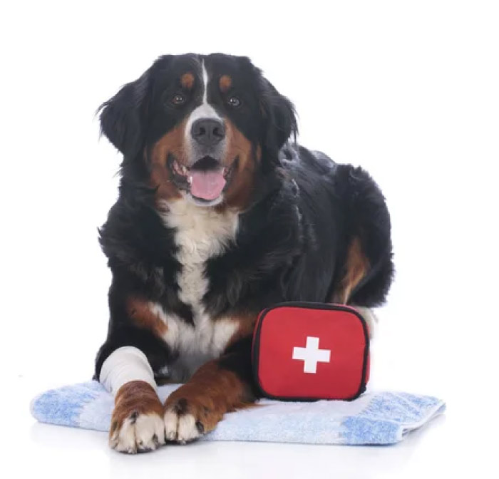 <a href="https://cprplus.co/pet-cpr-first-aid">Pet CPR First Aid</a>